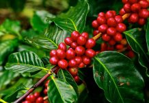 Kecamatan Pemilik Kebun Kopi Excelsa Terbesar di Lumajang, Ada Kecamatanmu?