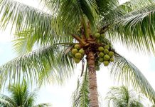 Ini 3 Kecamatan Penghasil Kelapa Terbanyak di Kabupaten Probolinggo