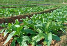 Wow! Ini 3 Kecamatan Penghasil Tembakau Terbanyak di Kabupaten Probolinggo tembakau terbanyak di Kabupaten Probolinggo