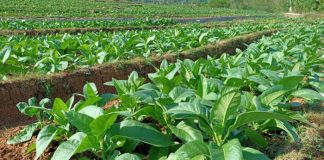 tembakau terbanyak di Kabupaten Probolinggo