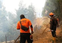 Kebakaran Lahan di Bromo Hanguskan Vegetasi di Blok Bantengan Senduro Kebakaran Lahan Hanguskan Vegetasi di Blok Bantengan Senduro