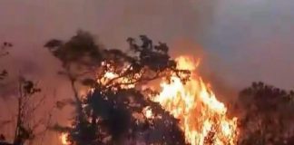 Hutan di kawasan Tahura R Soerjo yang kembali terbakar.