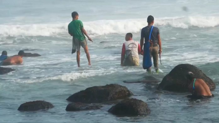 Berkah Musim Kemarau, Warga Pesisir Watu Pecak Berburu Kerang