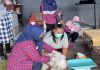 Bupati Larang Penjualan Daging Anjing di Kabupaten Probolinggo