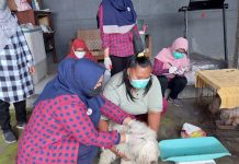 Bupati Larang Penjualan Daging Anjing di Kabupaten Probolinggo