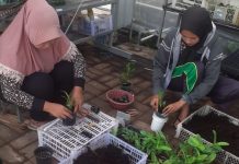 Kemarau Panjang, Petani Anggrek Rejoso Kalang Kabut
