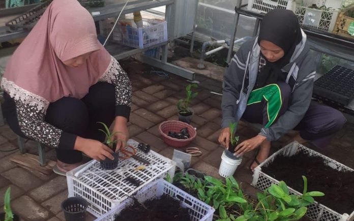 Kemarau Panjang, Petani Anggrek Rejoso Kalang Kabut