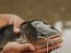 Ingin Hemat Biaya Lauk? Coba Budidayakan 3 Ikan Air Tawar yang Cepat Besar Ini