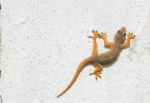 5 Cara Ampuh Mengusir Cicak dari Rumah Anda