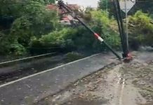 BPBD Kabupaten Pasuruan Minta Warga Waspadai Pohon Tumbang