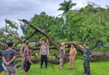 Bangil Nomor Satu Bencana Pohon Tumbang