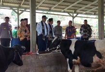 Produksi Susu Turun 40 Persen Akibat PMK, Wamentan Kunjungi Peternak Sapi di Puspo Pasuruan