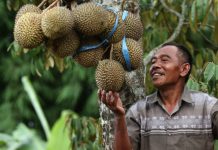 Bukan Pasrepan, Penghasil Durian Terbanyak di Kabupaten Pasuruan Ternyata Lumbang