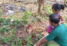 Heboh, Warga Pekangkungan Temukan Bunga Raflesia