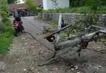 Tertimpa Pohon, Tiang Listrik di Kejayan Roboh, Tutup Akses Jalan