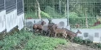Bumi Perkemahan Glagah Arum Lumajang Dapat Kiriman Rusa Totol dari Istana Kepresidenan Bogor