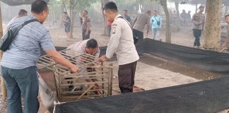 Polisi Gerebek Arena Sabung Ayam di Tongas Probolinggo, Pelaku Kabur ke Tengah Kebun