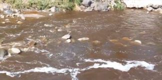 Air Kali Welang di Purwodadi Berubah Coklat hingga Waspada 3C Jelang Nataru | Koran Online 11 Des