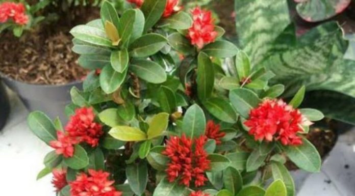 Teras Rumah Makin Cantik, Ini 5 Pilihan Pohon Kecil Berbunga yang Mudah Dirawat