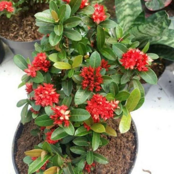 fd24a08b1e4e13c020f102164eb02b46.jpg_720x720q80