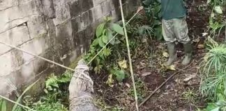 Keluarga Klarifikasi Evakuasi Buaya Prigen: Bukan Karena Tak Mampu Merawat, Tapi Faktor Keamanan Musim Kawin