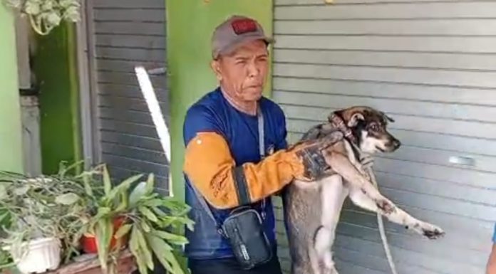 Diduga Dibuang Pemiliknya, Anjing di Bugul Kidul Masuk Rumah Warga, Damkar Evakuasi