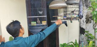 Pelaku Pencuri Burung di Trajeng Diselesaikan Lewat Restorative Justice, Polisi: Pelaku Miliki Riwayat Gangguan Jiwa