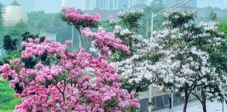 Tak Bikin Paving Jebol, Ini 3 Pohon yang Cocok Ditanam di Halaman Rumah
