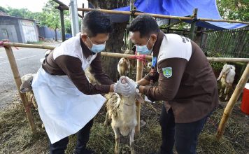 DKP3 Sebar 100 Petugas Awasi Hewan Kurban di 24 Kecamatan Kabupaten Pasuruan
