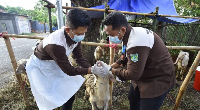 DKP3 Sebar 100 Petugas Awasi Hewan Kurban di 24 Kecamatan Kabupaten Pasuruan