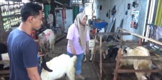 Jelang Iduladha, Pedagang Kambing Kurban di Pasuruan Kebanjiran Pembeli