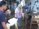 Jelang Iduladha, Pedagang Kambing Kurban di Pasuruan Kebanjiran Pembeli