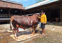 Ditawar Lebih Mahal Tapi Ditolak, Sapi Ini Sudah Dipesan Presiden Prabowo