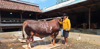Ditawar Lebih Mahal Tapi Ditolak, Sapi Ini Sudah Dipesan Presiden Prabowo