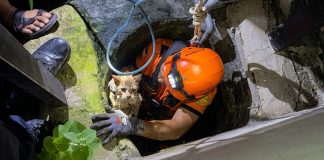 Aksi Heroik Damkar Selamatkan Kucing Liar di Dalam Sumur Tua