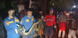 Resahkan Warga hingga Wisatawan, Ular Piton 3 Meter di Jalur Wisata Bromo Gondang Wetan Ditangkap Damkar