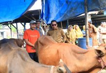 Senyum Pedagang Kurban di Probolinggo Kian Lebar, Penjualan Naik dan Hewan Dipastikan Sehat