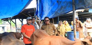 Senyum Pedagang Kurban di Probolinggo Kian Lebar, Penjualan Naik dan Hewan Dipastikan Sehat