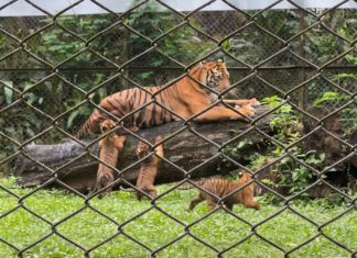 Terancam Punah, Harimau di TSI Lahirkan Empat Anak