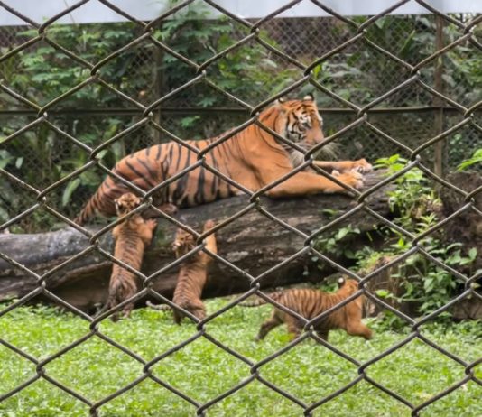 Terancam Punah, Harimau di TSI Lahirkan Empat Anak
