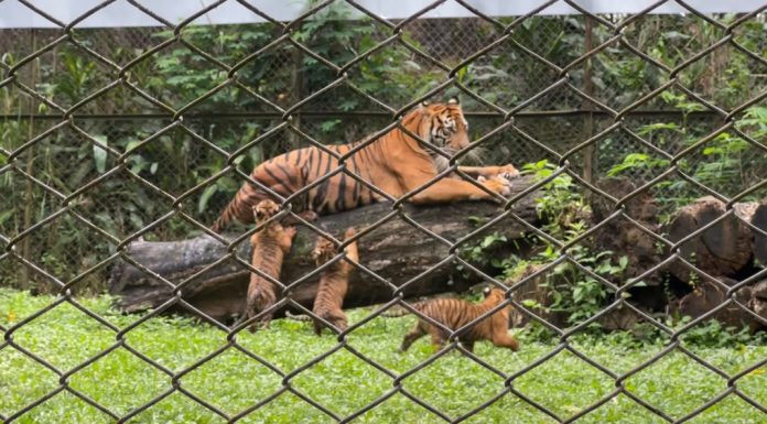 Terancam Punah, Harimau di TSI Lahirkan Empat Anak