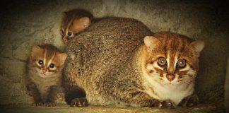 Mirip Kucing Rumahan Tapi Dilindungi Negara, Yuk Kenali 4 Kucing Hutan Indonesia Ini!