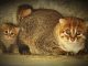 Mirip Kucing Rumahan Tapi Dilindungi Negara, Yuk Kenali 4 Kucing Hutan Indonesia Ini!