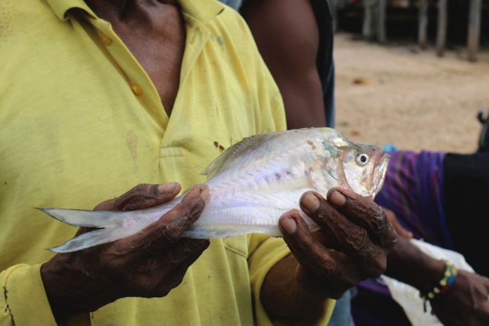 Ikan-kaca-hasil-tangkapan-nelayan-Kampung-Mitimber-Distrik-Mbahamdandara-Kabupaten-Fakfak.-Foto_-Hari-Suroto