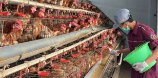 Harga Pakan Ayam Melambung, Pelajar di Pasuruan Temukan Alternatif Murah dari Ganggang Ranu Grati