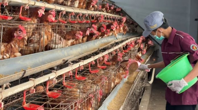 Harga Pakan Ayam Melambung, Pelajar di Pasuruan Temukan Alternatif Murah dari Ganggang Ranu Grati