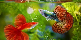 Pulang Kerja Tinggal Santai, 3 Ikan Air Tawar Ini Cocok untuk Pekerja yang Tak Punya Banyak Waktu