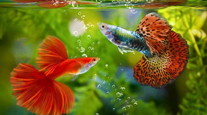 Pulang Kerja Tinggal Santai, 3 Ikan Air Tawar Ini Cocok untuk Pekerja yang Tak Punya Banyak Waktu