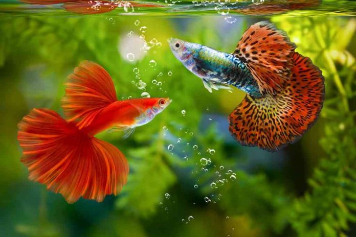 hunian-jenis-ikan-guppy-shutterstock-1024x683-6504295e08a8b52a3349a862