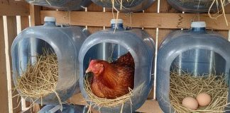Jangan Dibuang! Galon Bekas Ini Bisa Disulap Jadi Kandang Hewan yang Minim Biaya